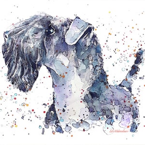 Kerry Blue - TRUE BLUE." Print Watercolour.Kerry blue terrier art,Kerry blue terrier print,Kerry blue terrier watercolour