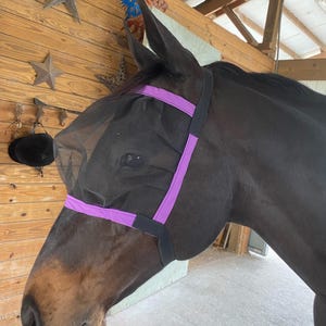 May include: A dark brown horse wearing a black mesh fly mask with purple trim. The horse is in a stable, with a wooden wall and decorative stars in the background. The horse's head is turned to the side.