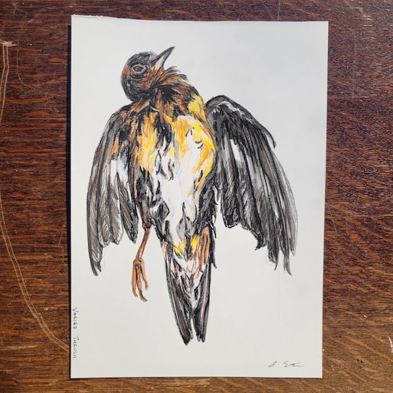 Drawing - Varied Thrush