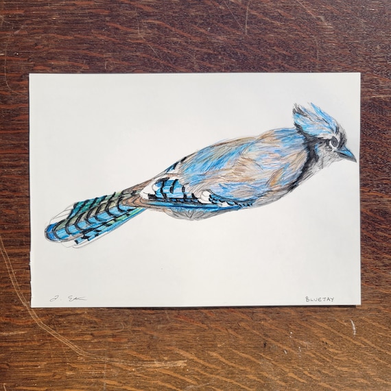 Drawing - Blue Jay