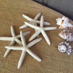 4 starfish shells nautical place setting tiered tray bathroom coffee table decor