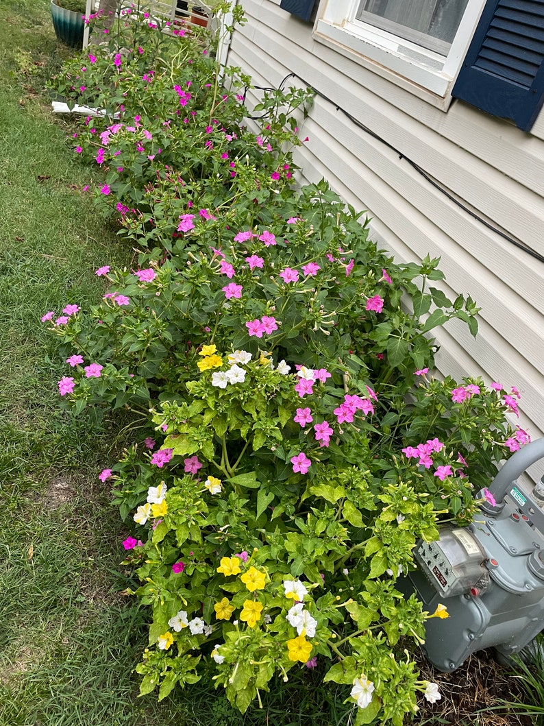 Four Oclock Seeds 20 Fuchsia Pink White Yellow Mix Seed Dealer Etsy