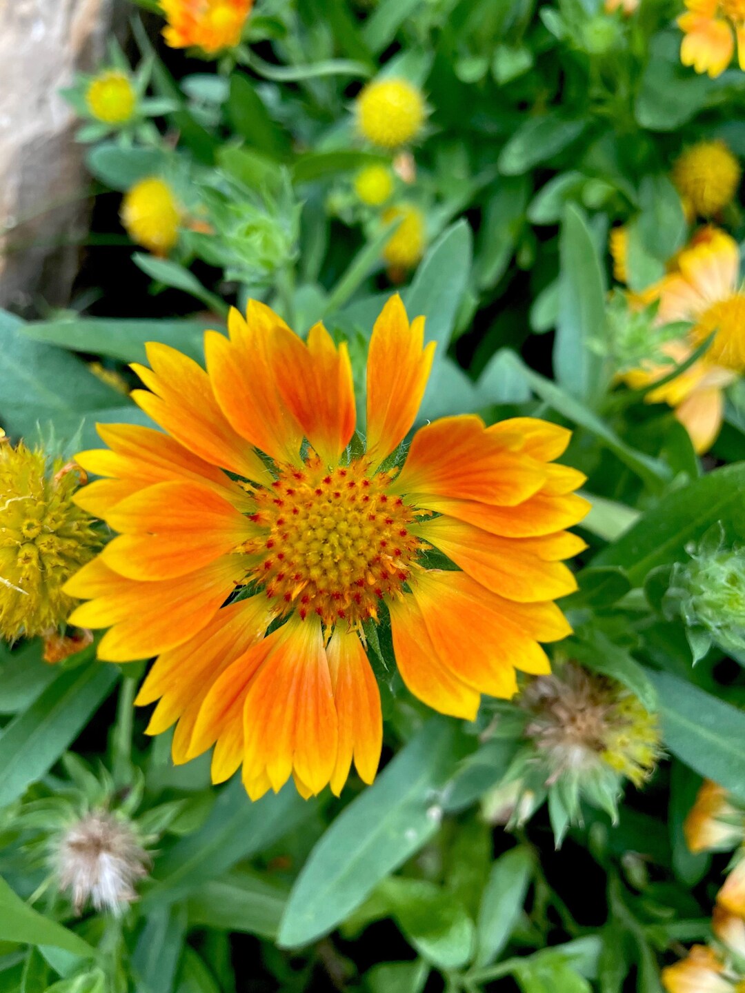 Blanket Flower Mesa Peach 50 Seeds Yellow Seed Dealer Etsy