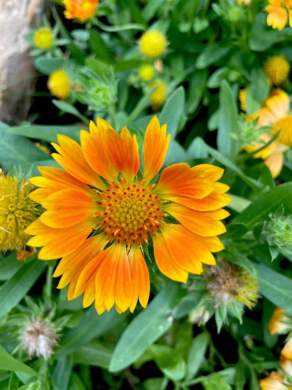 Blanket Flower Mesa Peach 50 Seeds Gorgeous Yellow Seed Dealer Etsy