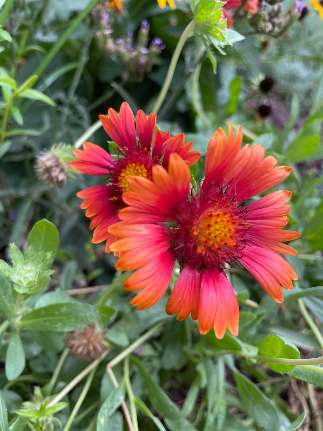 Gaillardia Blanket Flower Red Seeds Yellow Seed Dealer Etsy