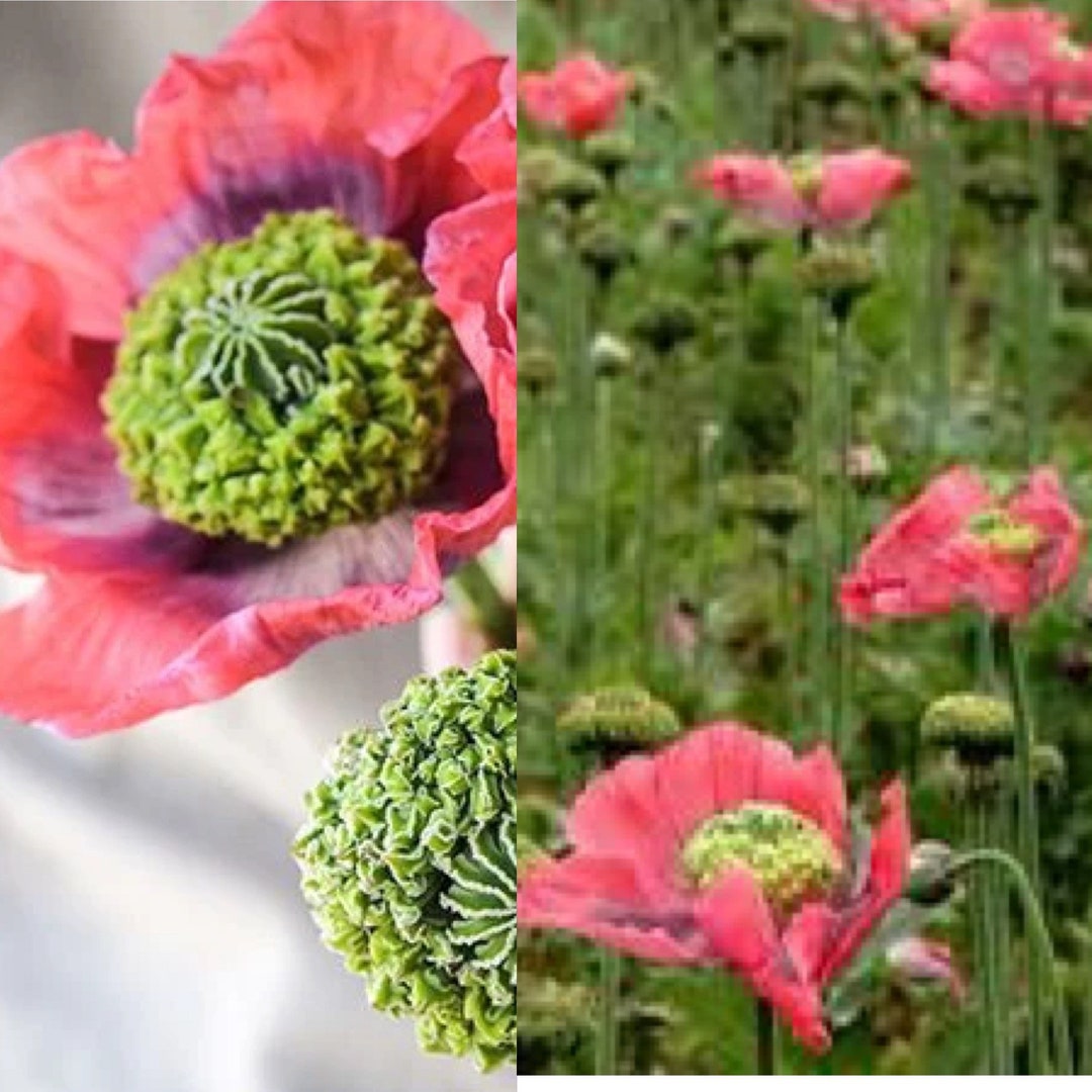 Poppy Hens and Chickens 75 Minimum Seeds Seeddealer Etsy