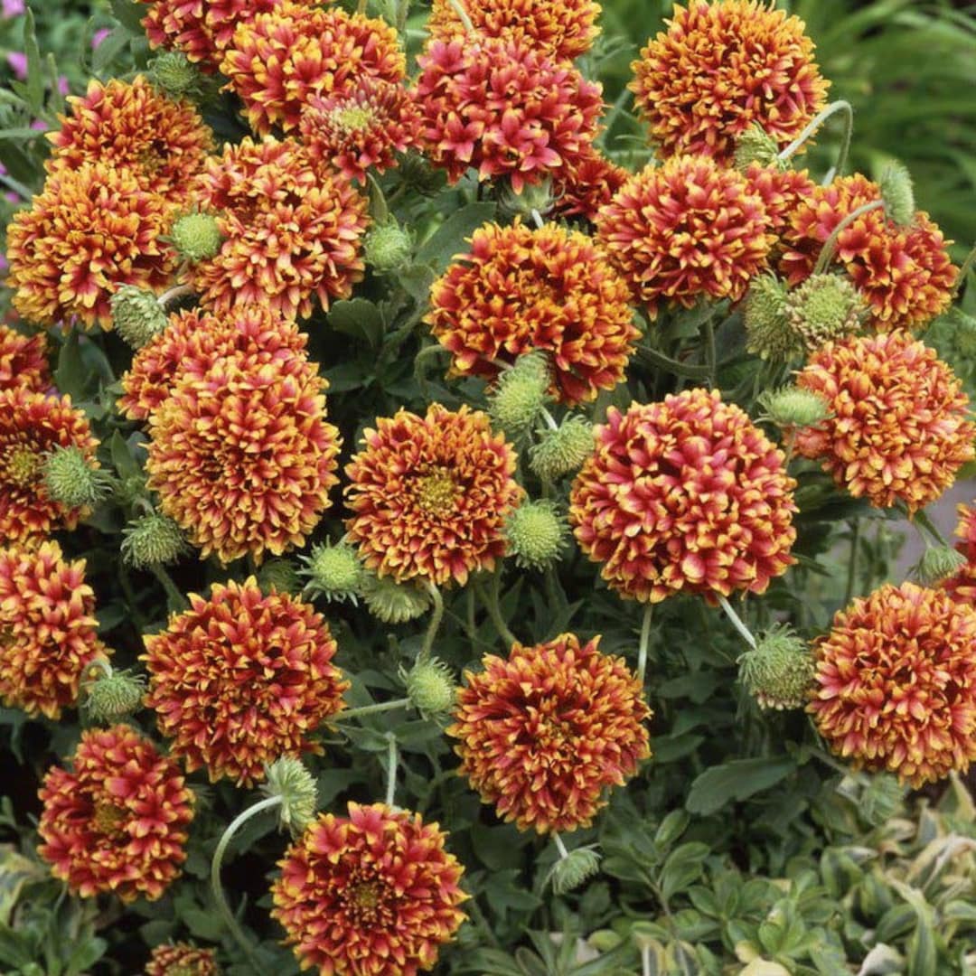 Blanket Flowers Sun at Patricia Cosgrove blog