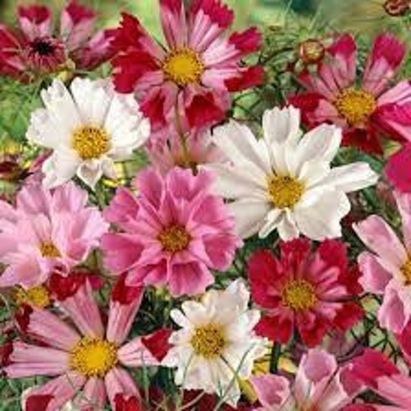 Cosmos Shell mix bloom 20 Seeds rare  gorgeous Seed Dealer