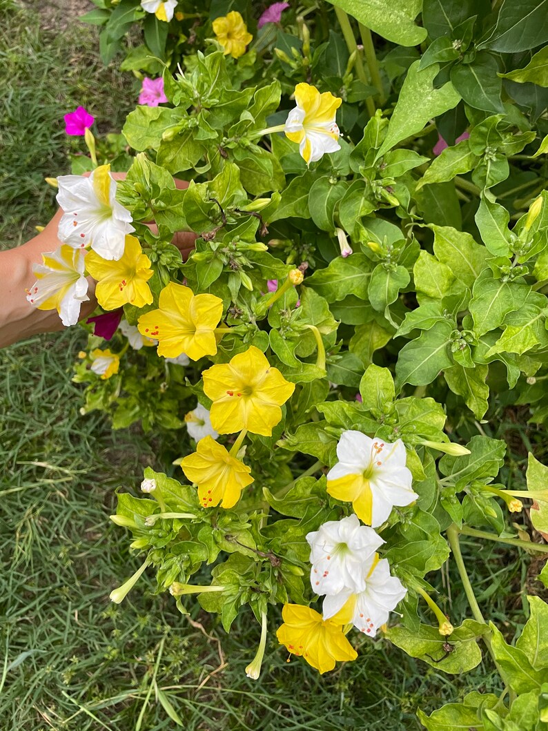 Four Oclock Seeds 20 Fuchsia Pink White Yellow Mix Seed Dealer Etsy