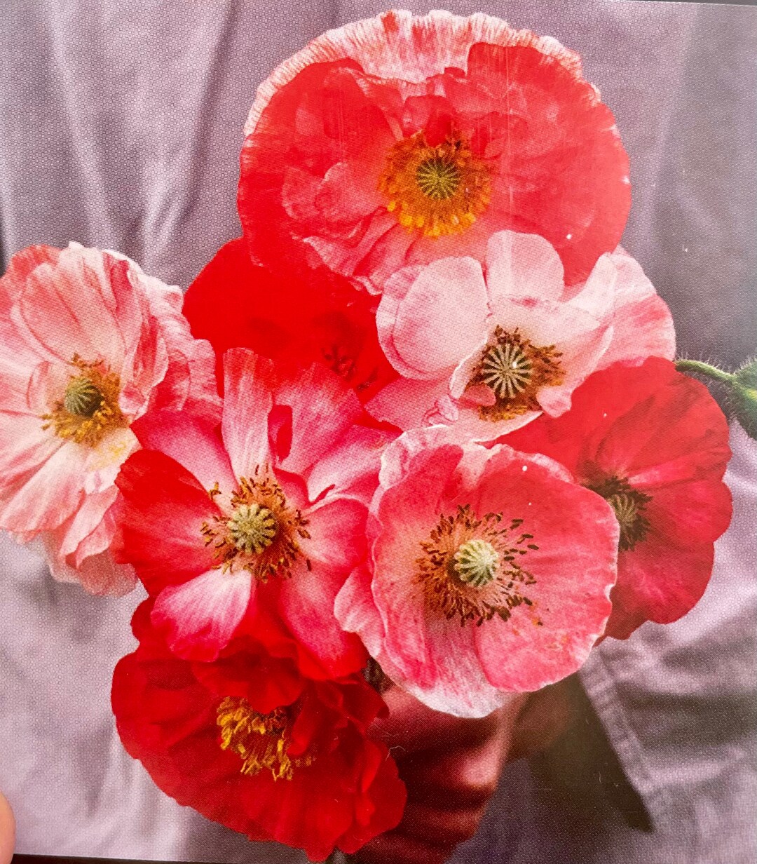 Poppy Falling in Love 75 Minimum Seeds Seeddealer Etsy