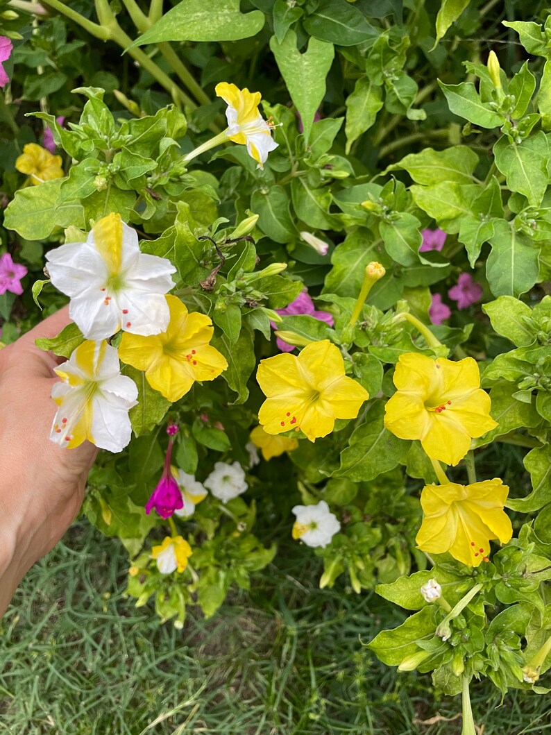 Four Oclock Seeds 20 Fuchsia Pink White Yellow Mix Seed Dealer Etsy