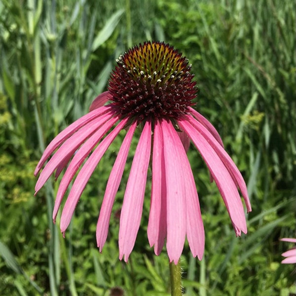 5ft++ Tall Coneflower Pallida Pink Seeds Echinacea Seeds Native 35 Minimum rare Seed Dealer