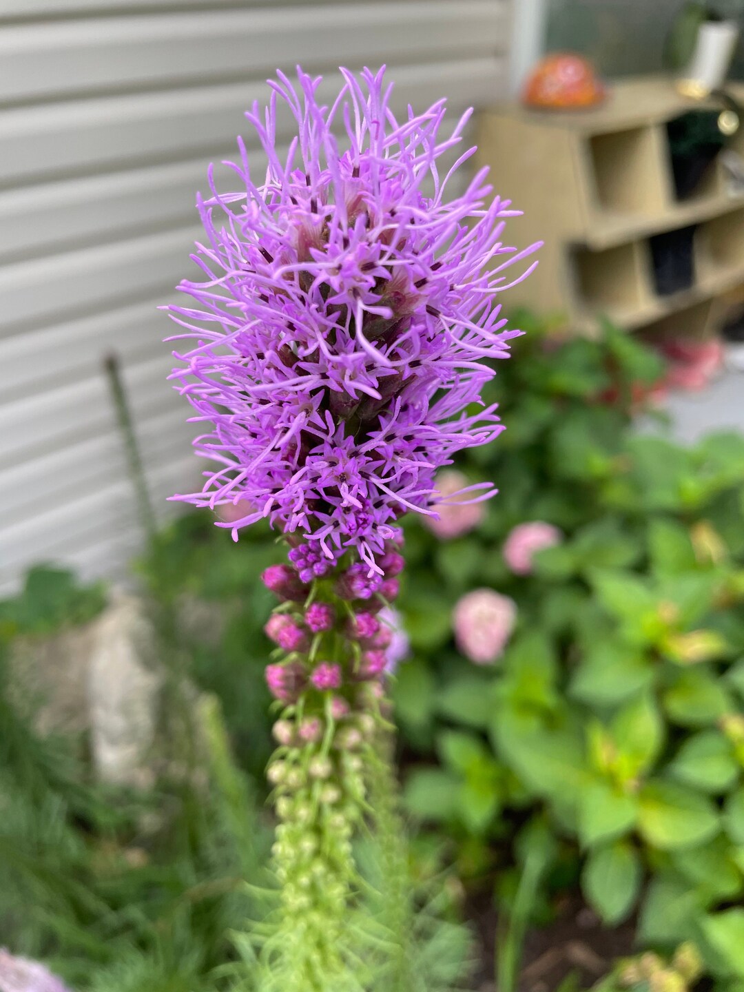 Liatris Gayfeather Seeds 100 Seeds Minimum Purple Tall Perennial Flower