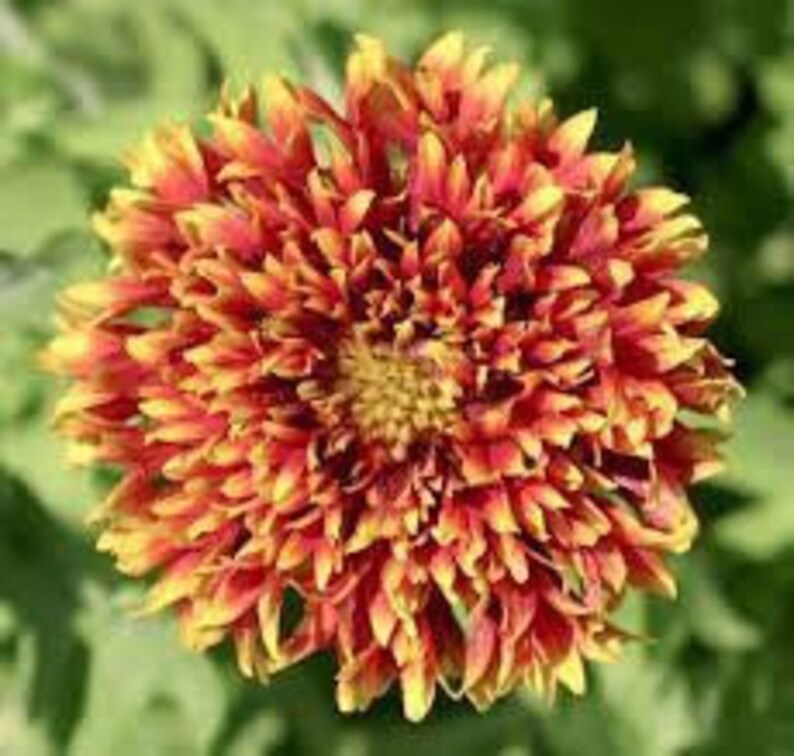 Gaillardia X Grandiflora Blanket Flower Sun Dance Sundance Rare Seeds