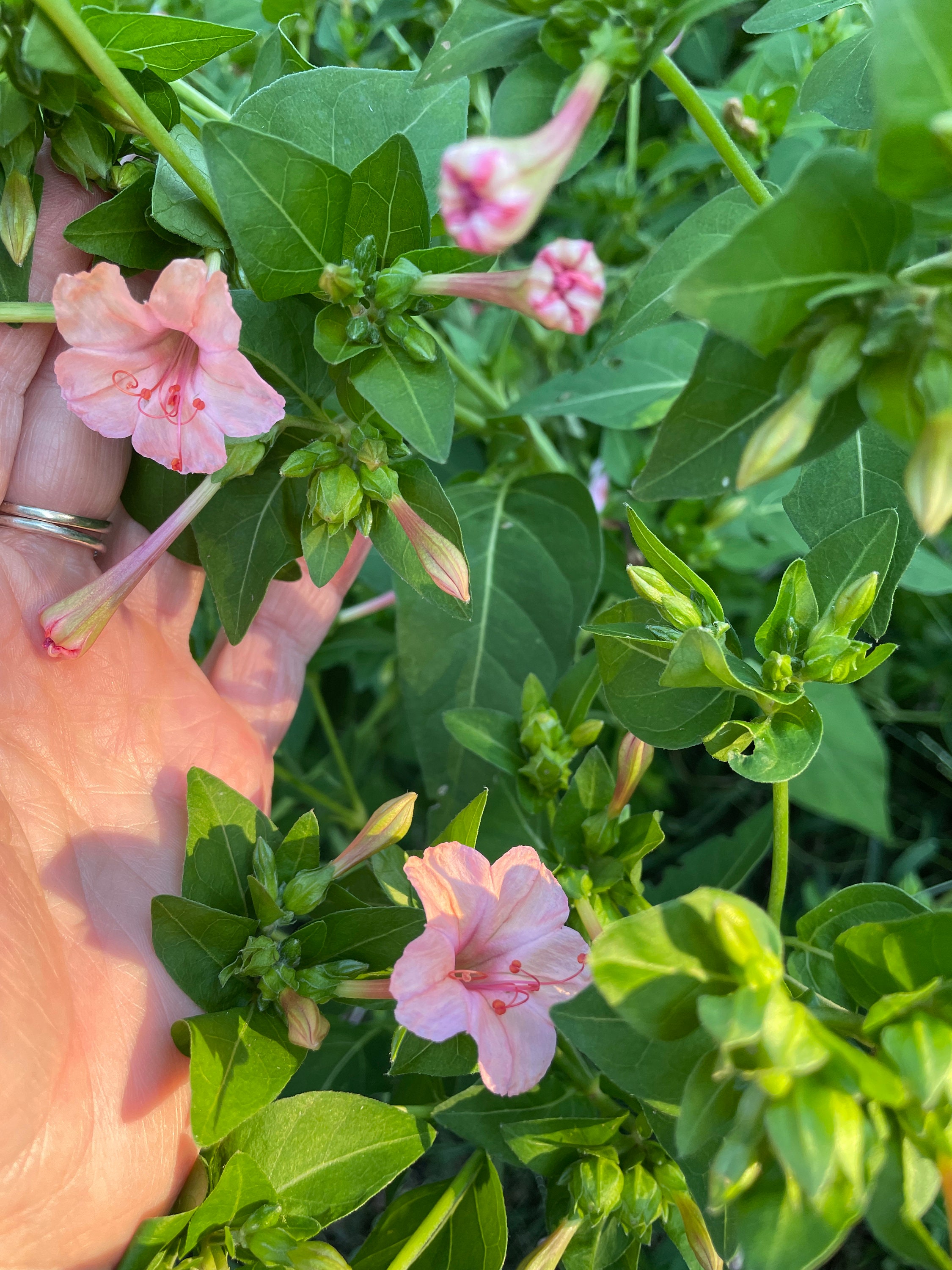Four Oclock Seeds 20 Pinks Peach White Yellow Mix Seed Dealer Etsy