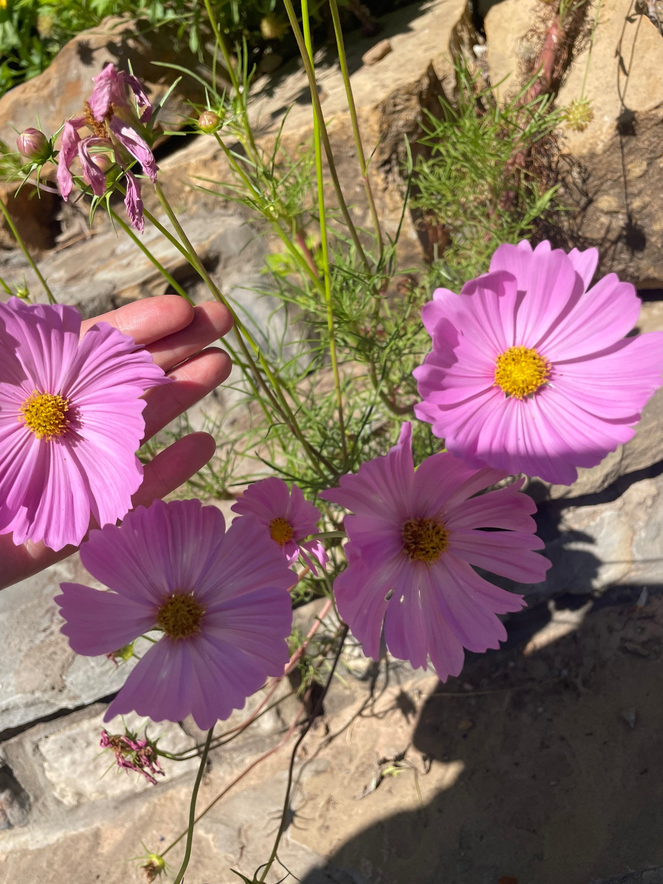 Cosmos BIG Pinkies 34inch Bloom Seeds Large Seed Dealer Etsy