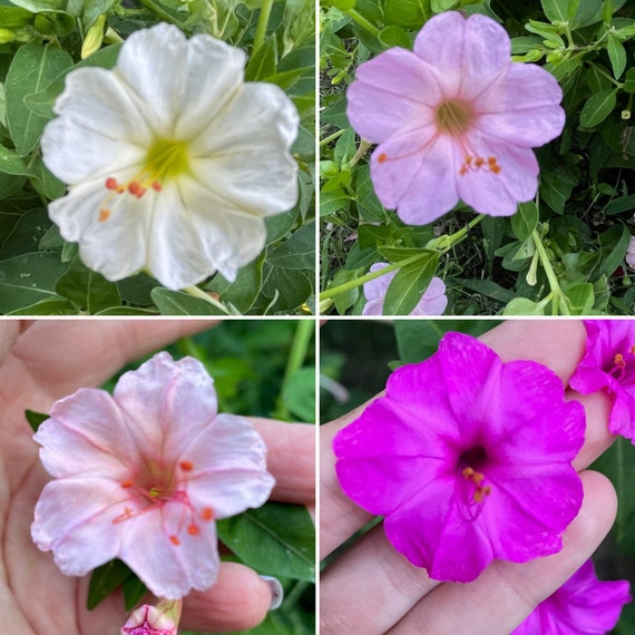 Four Oclock Seeds 20 Pinks Peach White Yellow Mix Seed Dealer Etsy