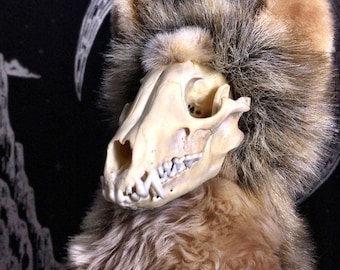 Exposed Skull Plushie: Real Bone Stuffed Animal - Room Guardian