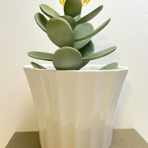 May include: A green succulent plant with yellow flowers in a white ceramic pot with fluted edges. The pot is sitting on a brown surface.