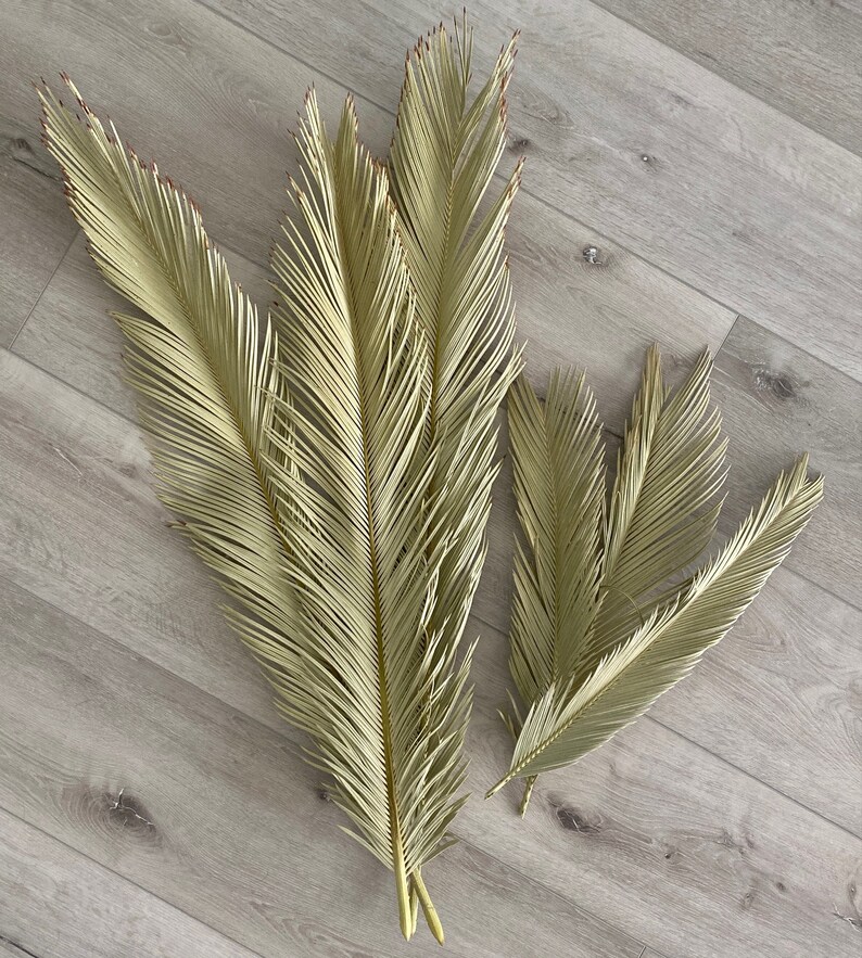 Extra Large Dried Sago Palms / Dried Palm Fronds / Dried Palm Etsy