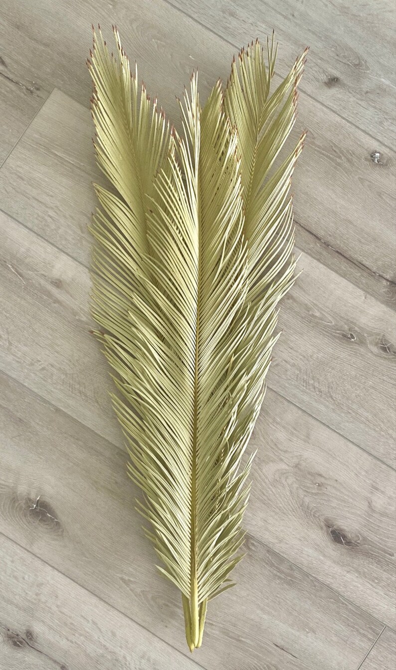 Extra Large Dried Sago Palms / Dried Palm Fronds / Dried Palm Etsy