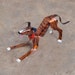 see more listings in the Copper Dogs section