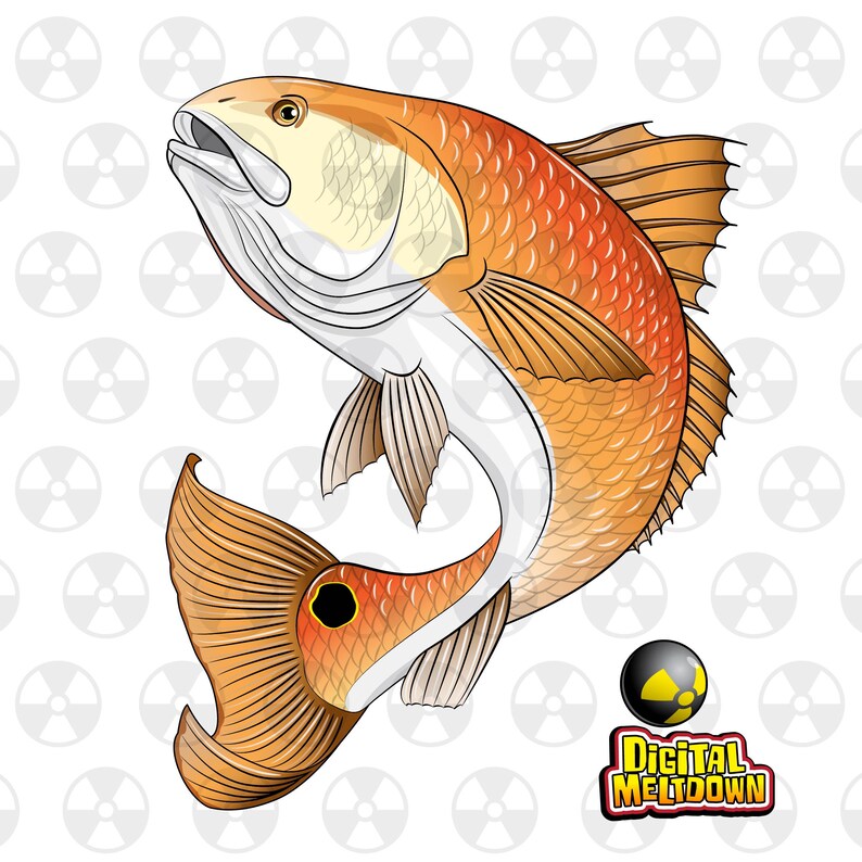Download Redfish Vector Art Art Gallery