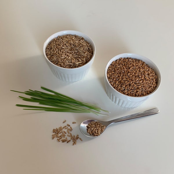 Organic Cat Grass Seeds 50g || Oat Grass Seeds || Wheatgrass Seeds || Organic Non-GMO || Pet Grass Seeds
