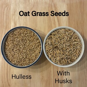 thumbnail image 2 of Organic Oat Grain Cat Grass Seed 8oz Indoor Pet Grass Seeds 2 of 9