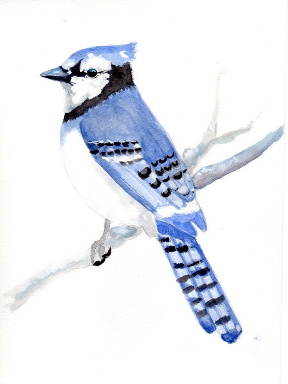 Blue Jay Watercolor Painting Realistic Blue Jay Painting