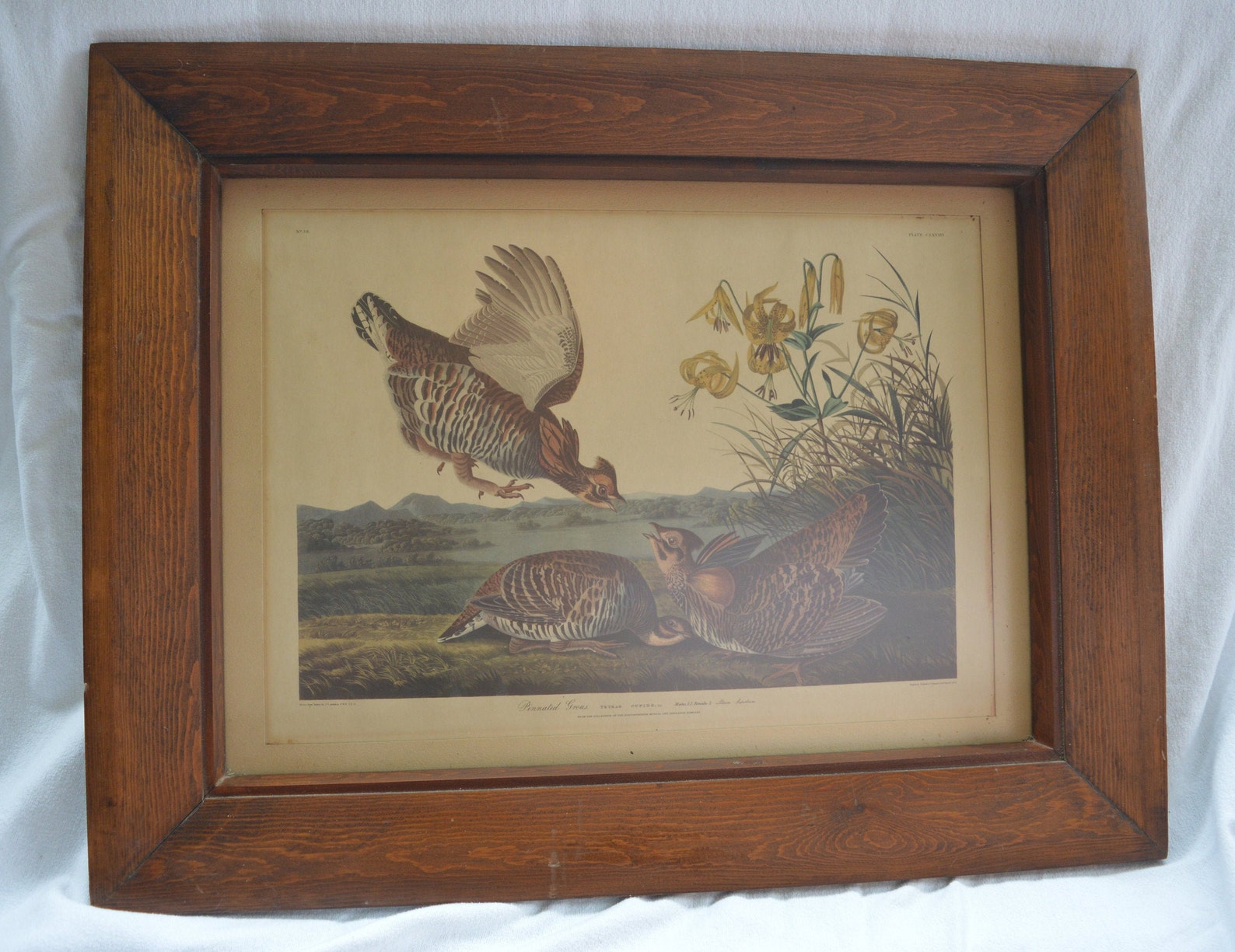 Vintage Audubon Reproduction Framed Pinnated Grouse Nature Art Etsy