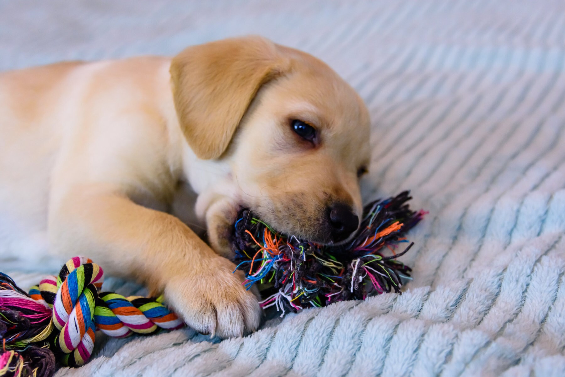 Dog Rope Toy With Plastic Bone for Aggressive Chewers, 10 Dog Tug Rope, Dog  Chew Toy Aggressive Chewers Tough Heavy Duty Cotton Rope Chew -  Canada