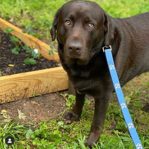 May include: A chocolate brown Labrador Retriever stands in a grassy area, wearing a light blue leash with a repeating white logo pattern. The dog has light-colored eyes and is looking directly at the camera. A wooden planter box is in the background.