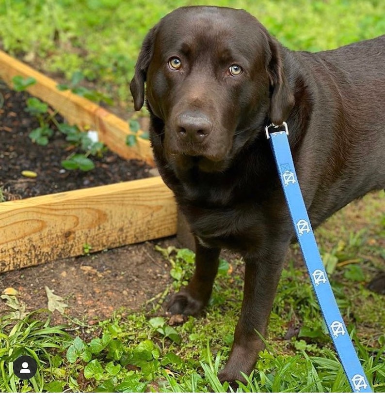 May include: A chocolate brown Labrador Retriever stands in a grassy area, wearing a light blue leash with a repeating white logo pattern. The dog has light-colored eyes and is looking directly at the camera. A wooden planter box is in the background.