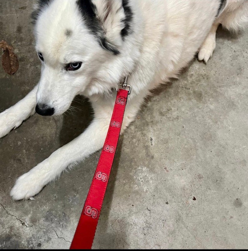 May include: A white and black dog with blue eyes lying down, attached to a red leash featuring a repeating white and red logo pattern of the letter S inside a circle. The leash is connected to the dog with a silver metal swivel snap hook.
