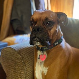 May include: A brown and white Boxer dog with a black collar and a pink heart-shaped tag sits on a brown couch. The dog is looking to the left of the frame.