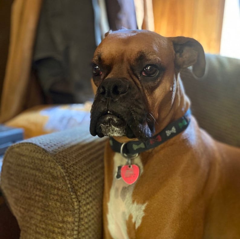 May include: A brown and white Boxer dog with a black collar and a pink heart-shaped tag sits on a brown couch. The dog is looking to the left of the frame.