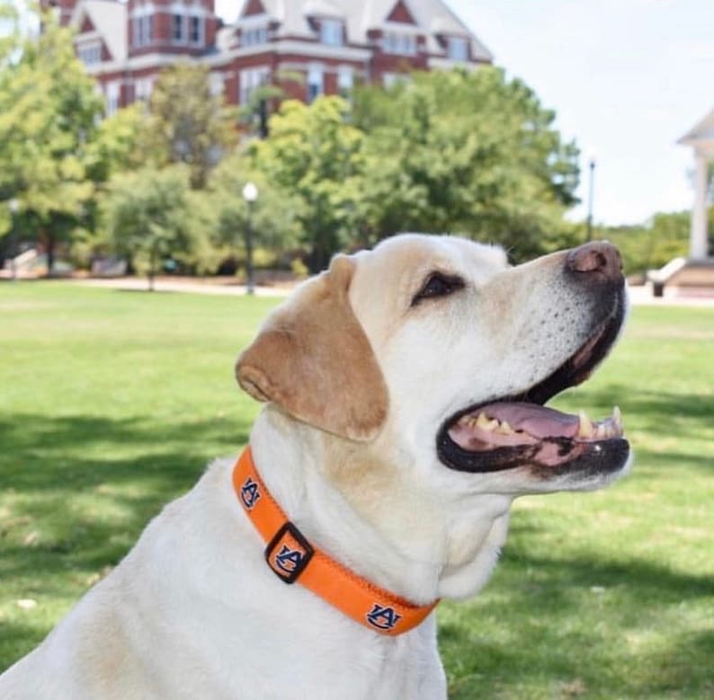 Auburn nylon Dog Collar Etsy