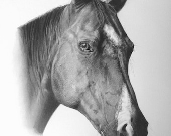 Custom Hand Drawn Horse Portrait in Pencil - Beautifully illustrated 9" X 12" Black & White drawing of your horse
