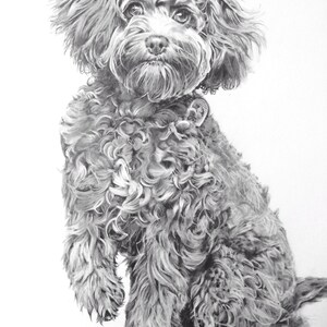 Custom Pet Portraits in Pencil - Beautifully illustrated 9" X 12" Black & White drawing of your pet, drawing, portraiture