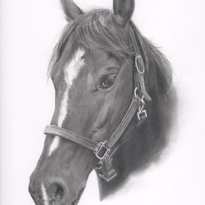 Finished Drawing, Horse Portrait - Original hand drawn 9" X 12" black & white pencil portrait of a brown horse NOT CUSTOM