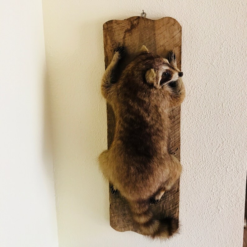 climbing-mounted-raccoon-showing-teeth-taxidermy-wall-decor-etsy