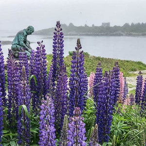 Lupin in Fog