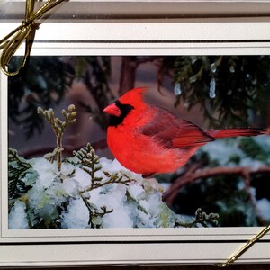 Bird Photo Note Cards