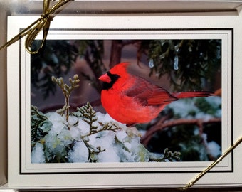 Bird Photo Note Cards