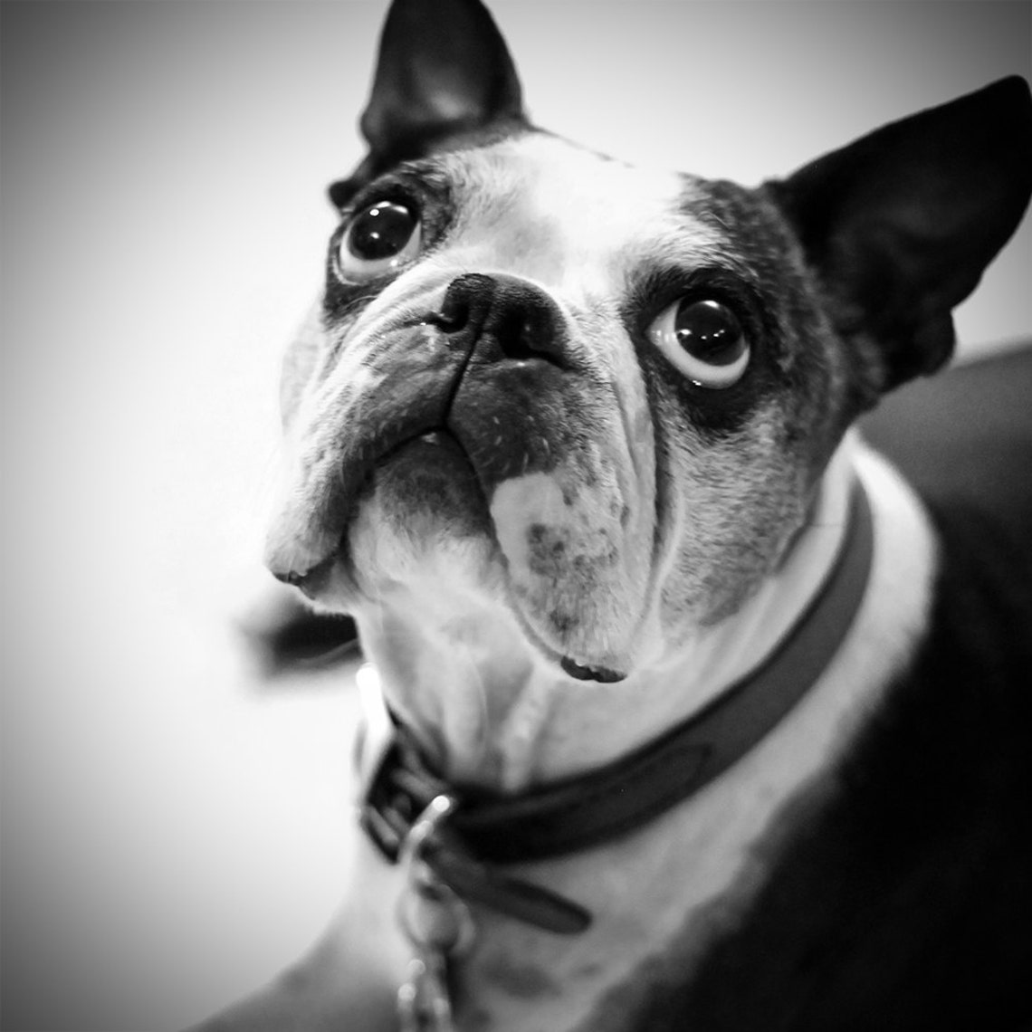 Boston Terrier Head Tilt Screen Printed Grey Unisex - Etsy