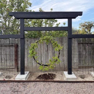 May include: A black wooden garden arbor with a Japanese-inspired design. The arbor features a rectangular frame with a top beam and vertical supports. A circular metal frame is adorned with green foliage. The structure is set against a wooden fence.