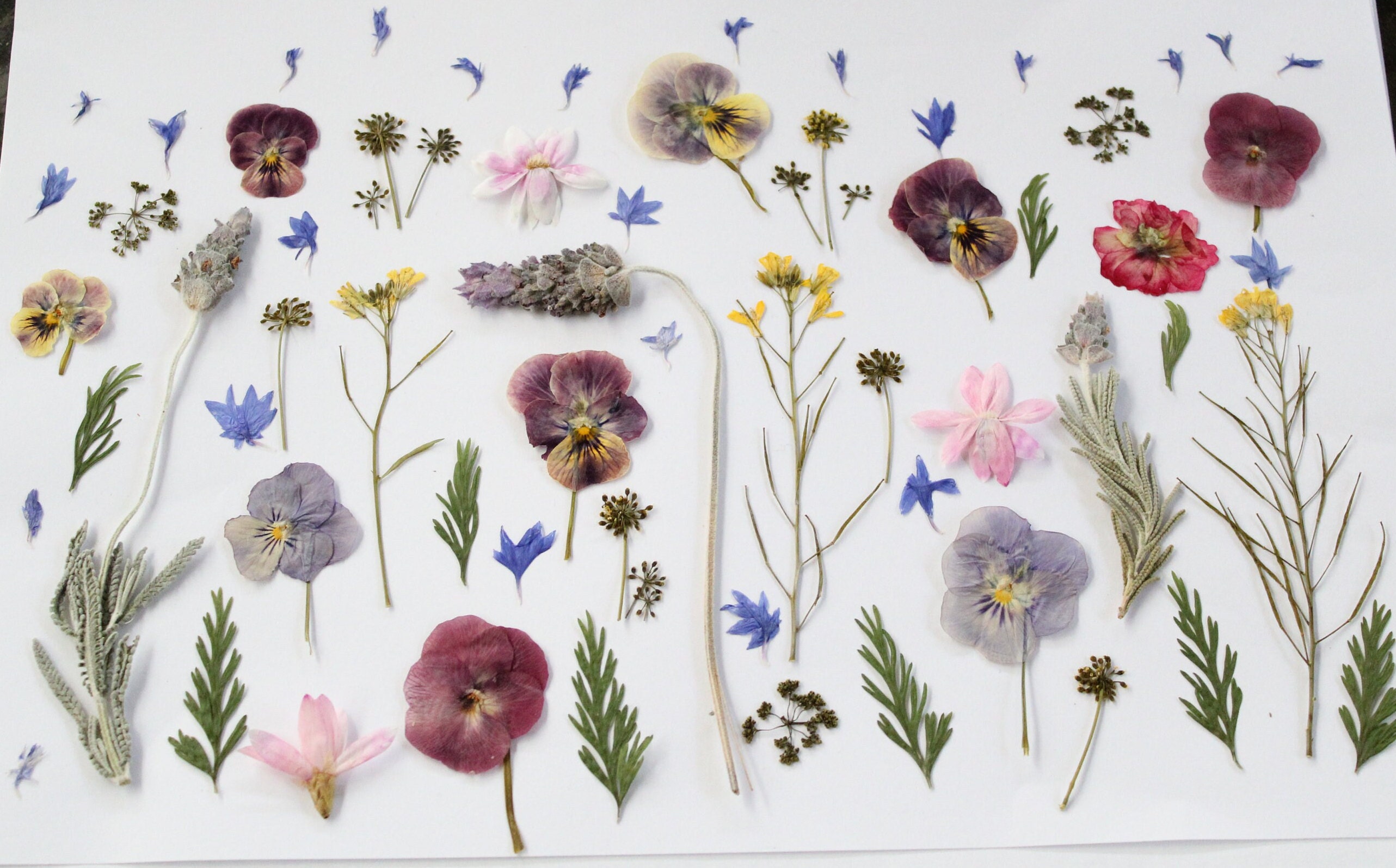 45pc Edible Pressed Flowers Edible Dried Flowers for Wedding Etsy