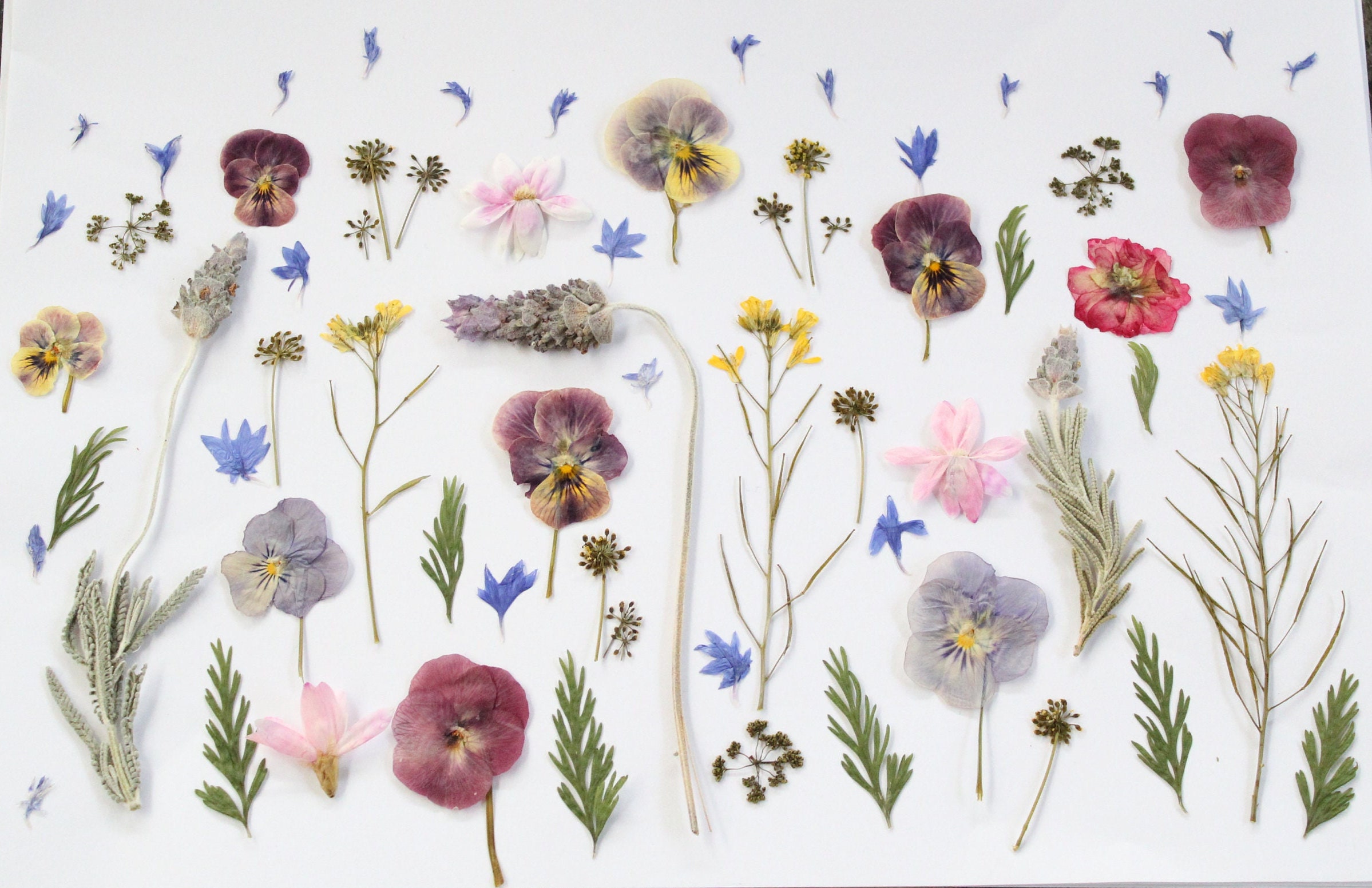 45pc Edible Pressed Flowers Edible Dried Flowers for Wedding Etsy