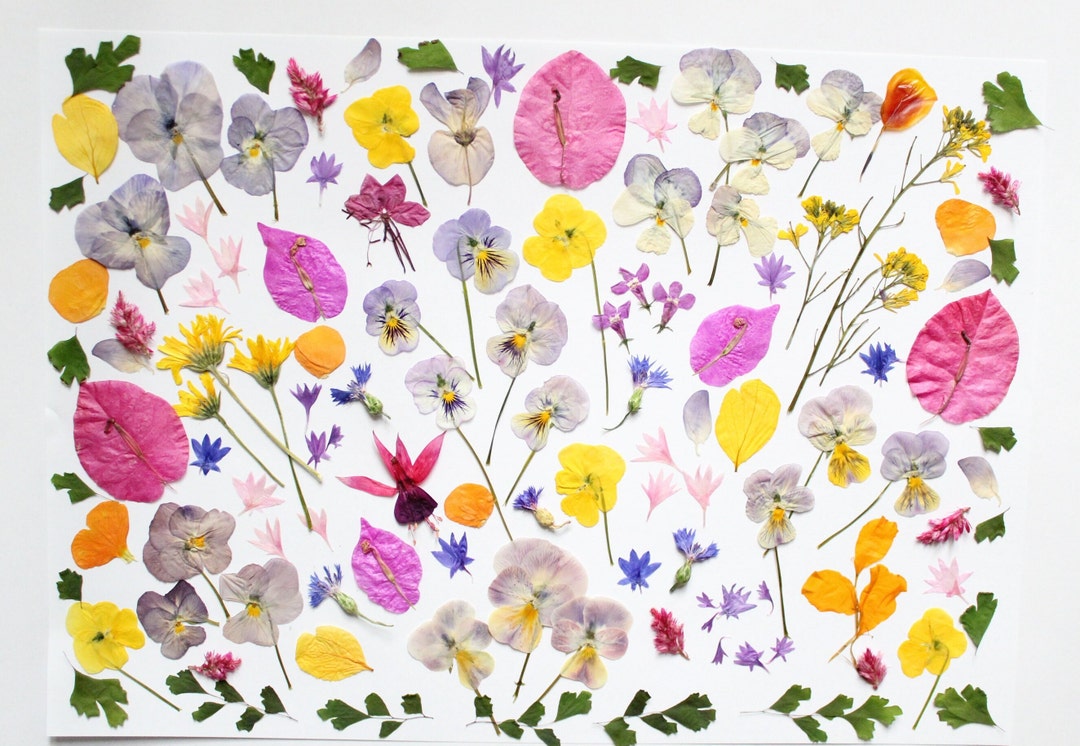 120pc Dry Edible Pressed Flowers, Dried Flowers for Wedding Cake